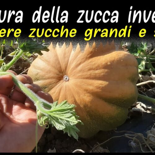 Zucca Crown Prince Ricette